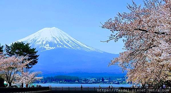 2023日本賞櫻自由行～富士山河口湖、山中湖