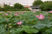 台南縣-九品蓮花生態教育園區-6