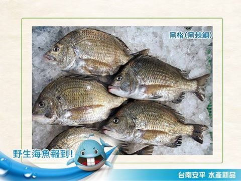 【厚生好魚到】野生「黑格」海魚，鮮美肉質佳!!