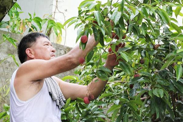 台中太平胡文達．荔枝-農友-玫瑰紅.jpg