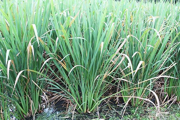 blog茭白筍植株.JPG