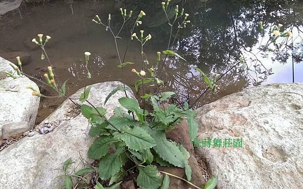 粉黃櫻絨花