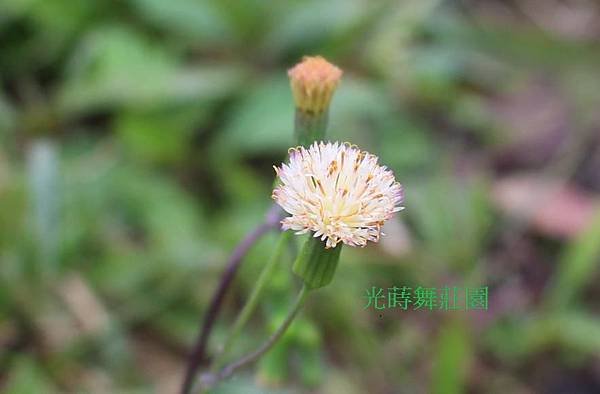 粉黃櫻絨花