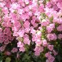 DSC07641.JPG