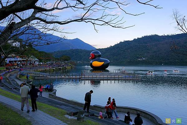 2014.01.23 紅面鴨16.jpg