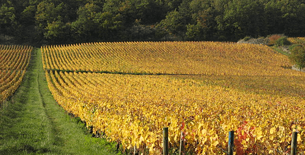 15170-650x330-autre-domaine-bruno-clair-marsannay