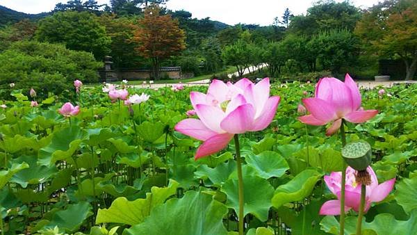 蓮花池_meitu_11