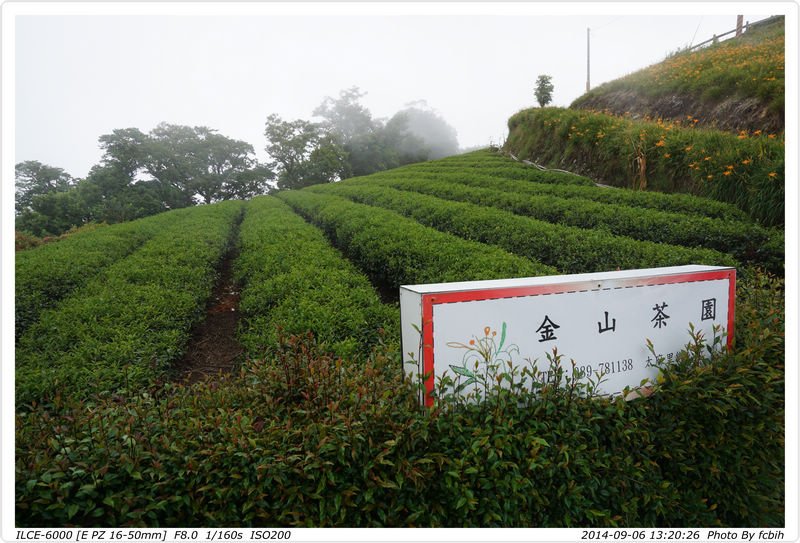 金山茶園