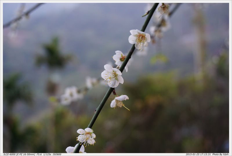 梅花