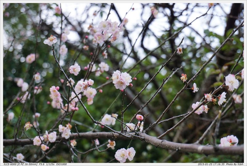 梅花