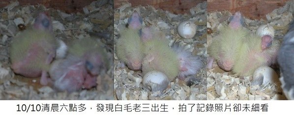 獨眼玄鳳--萌萌