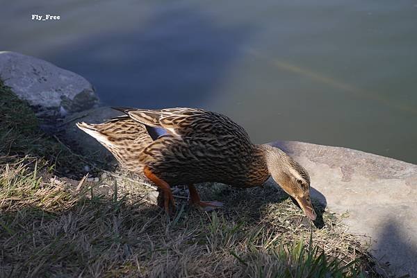 P1520837.JPG