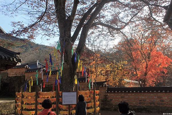 韓國釜山賞楓8.jpg