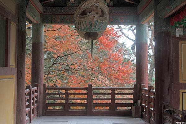 韓國釜山賞楓58.jpg