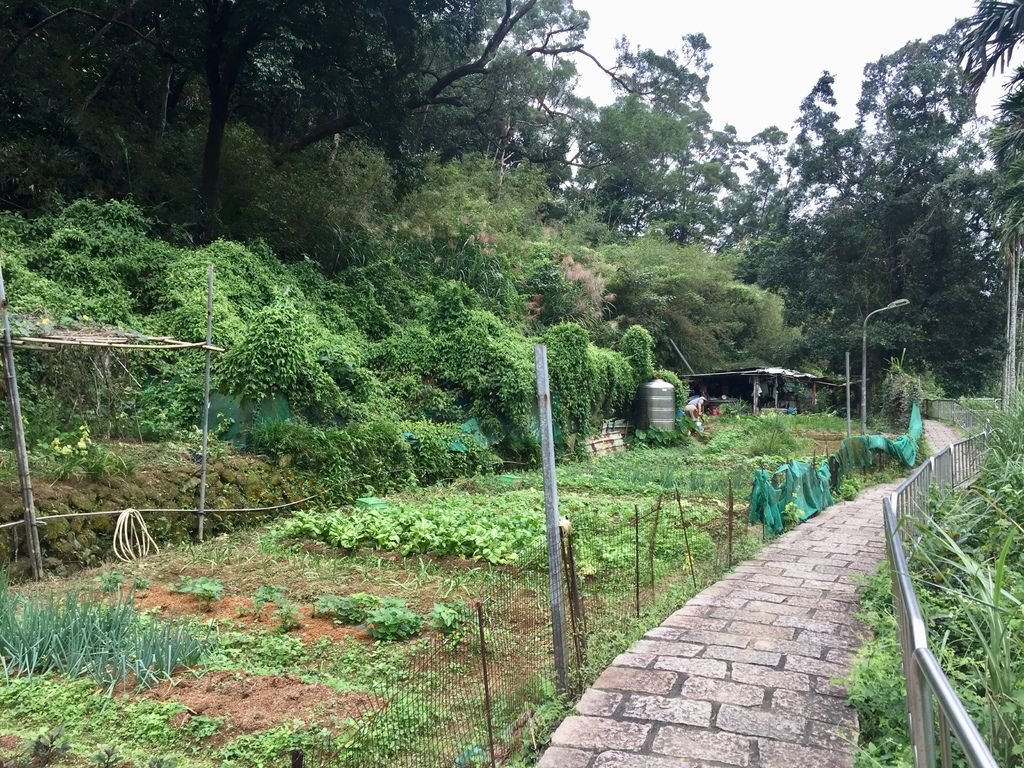 台北南港登山-南港山縱走親山步道-來到四獸山登上九五峰【丁小羽登山篇】