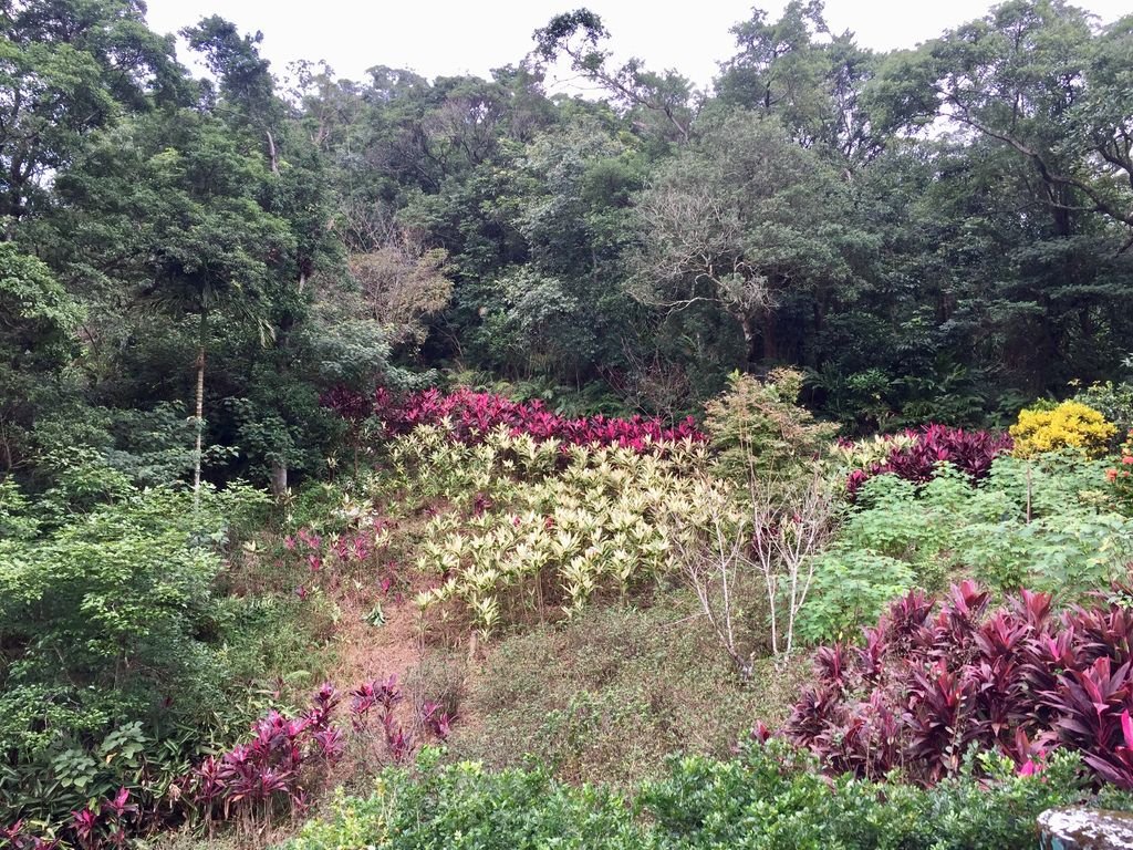 台北南港登山-南港山縱走親山步道-來到四獸山登上九五峰【丁小羽登山篇】