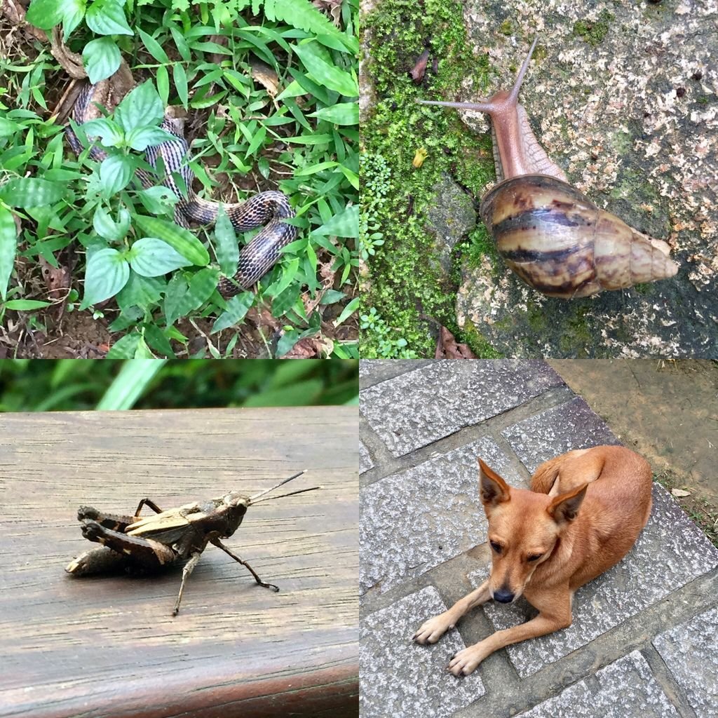 台北南港登山-南港山縱走親山步道-來到四獸山登上九五峰【丁小羽登山篇】