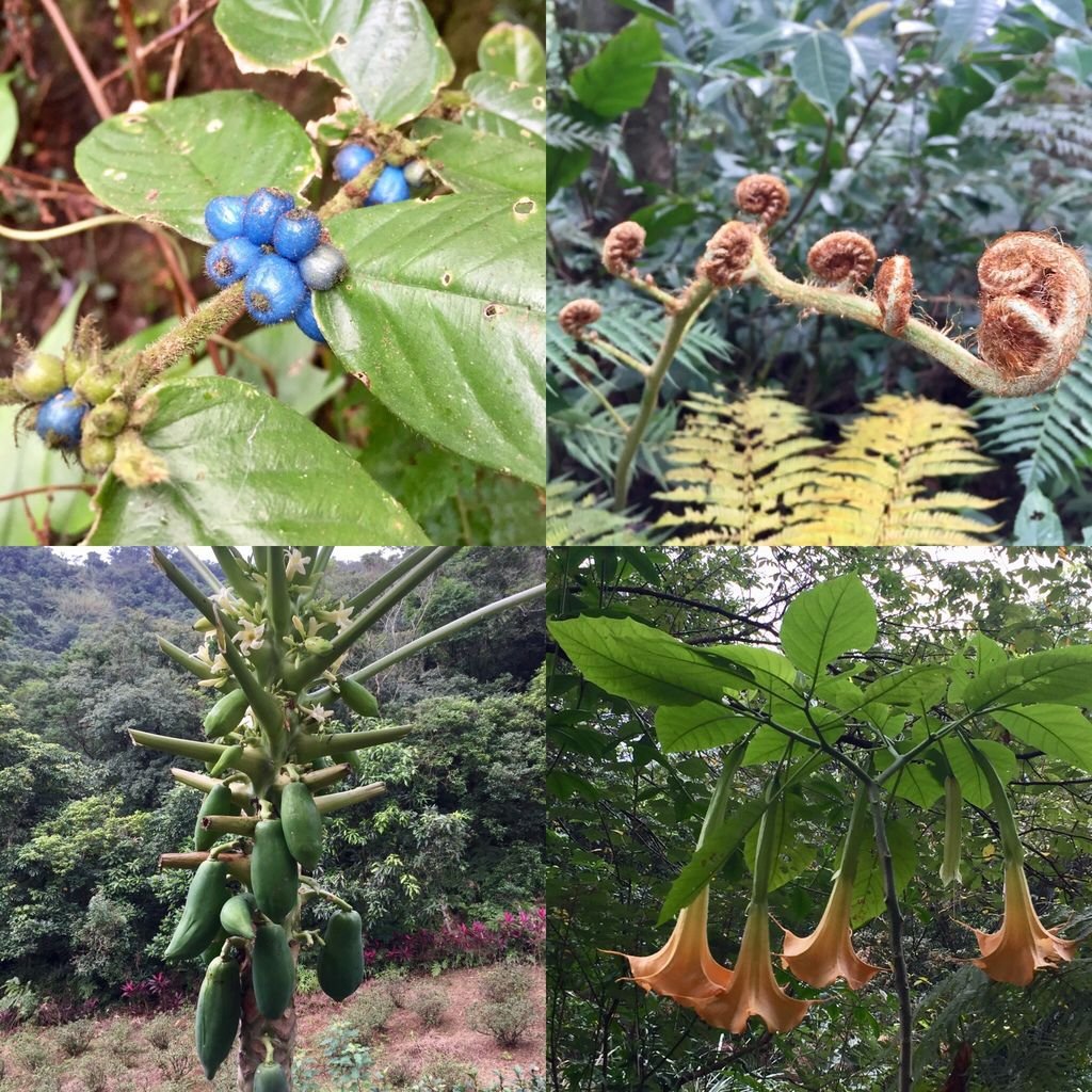 台北南港登山-南港山縱走親山步道-來到四獸山登上九五峰【丁小羽登山篇】