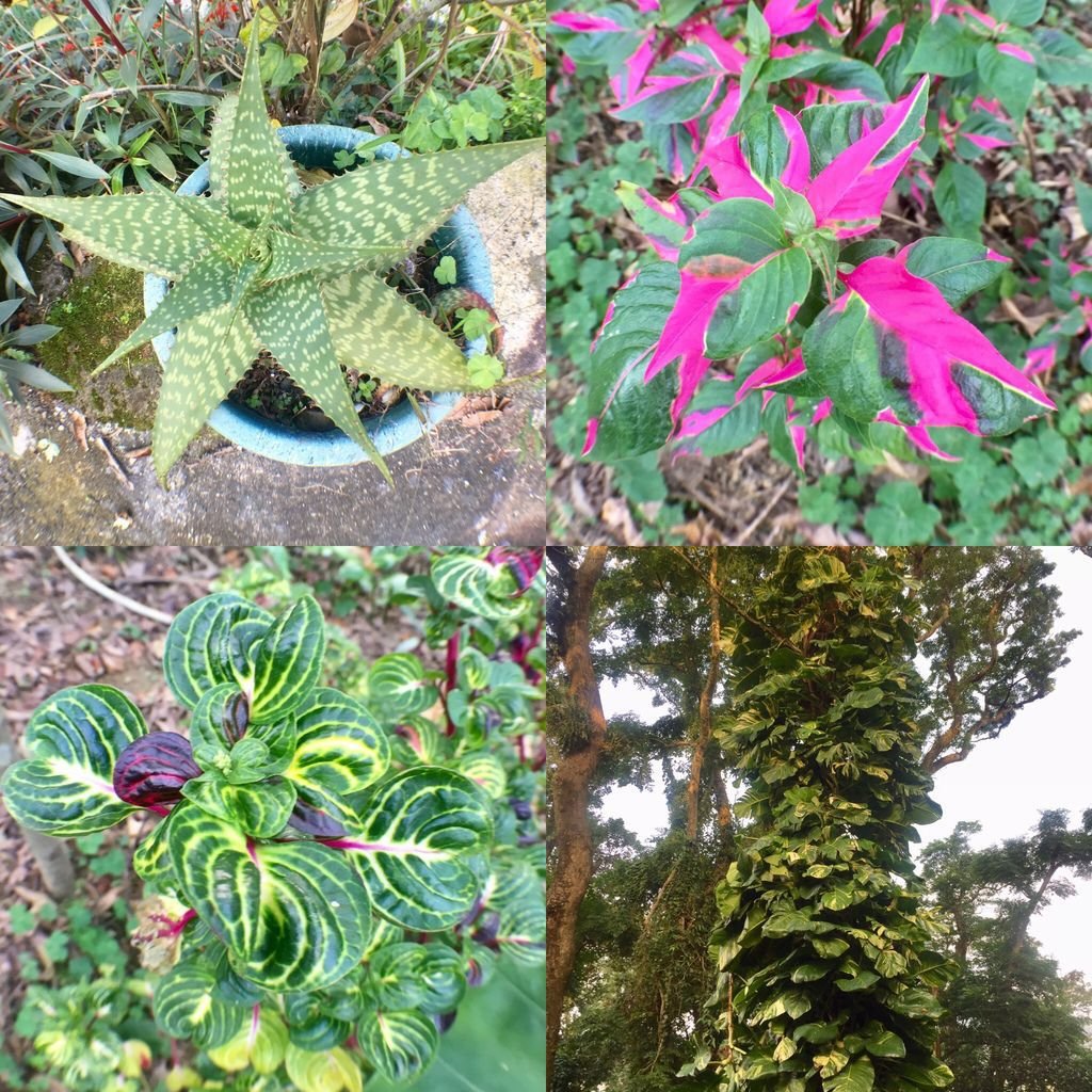 台北登山-樟樹樟湖環狀步道-旅遊登山美食一次蒐集~貓空纜車旁農村風情【丁小羽登山篇】