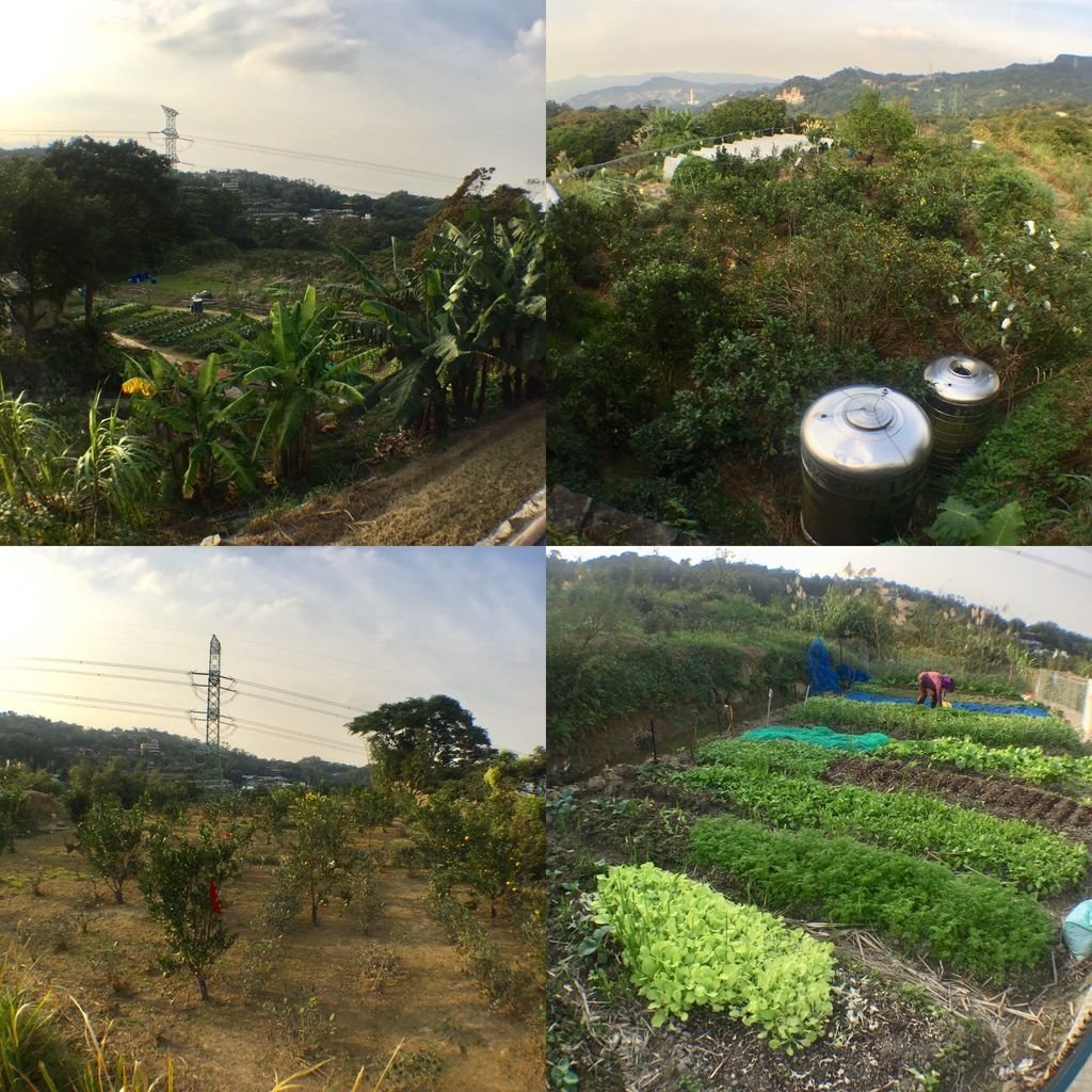 台北登山-樟樹樟湖環狀步道-旅遊登山美食一次蒐集~貓空纜車旁農村風情【丁小羽登山篇】