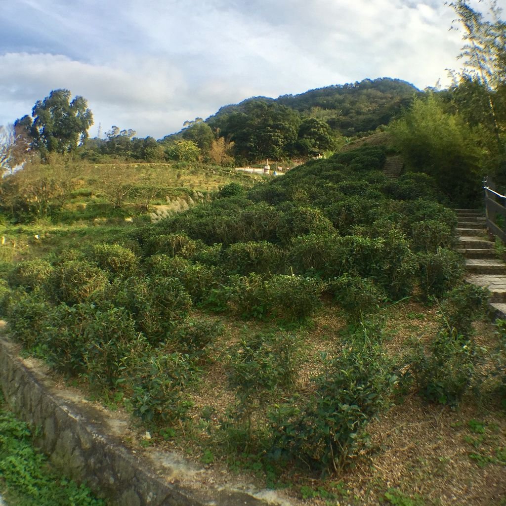 台北登山-樟樹樟湖環狀步道-旅遊登山美食一次蒐集~貓空纜車旁農村風情【丁小羽登山篇】