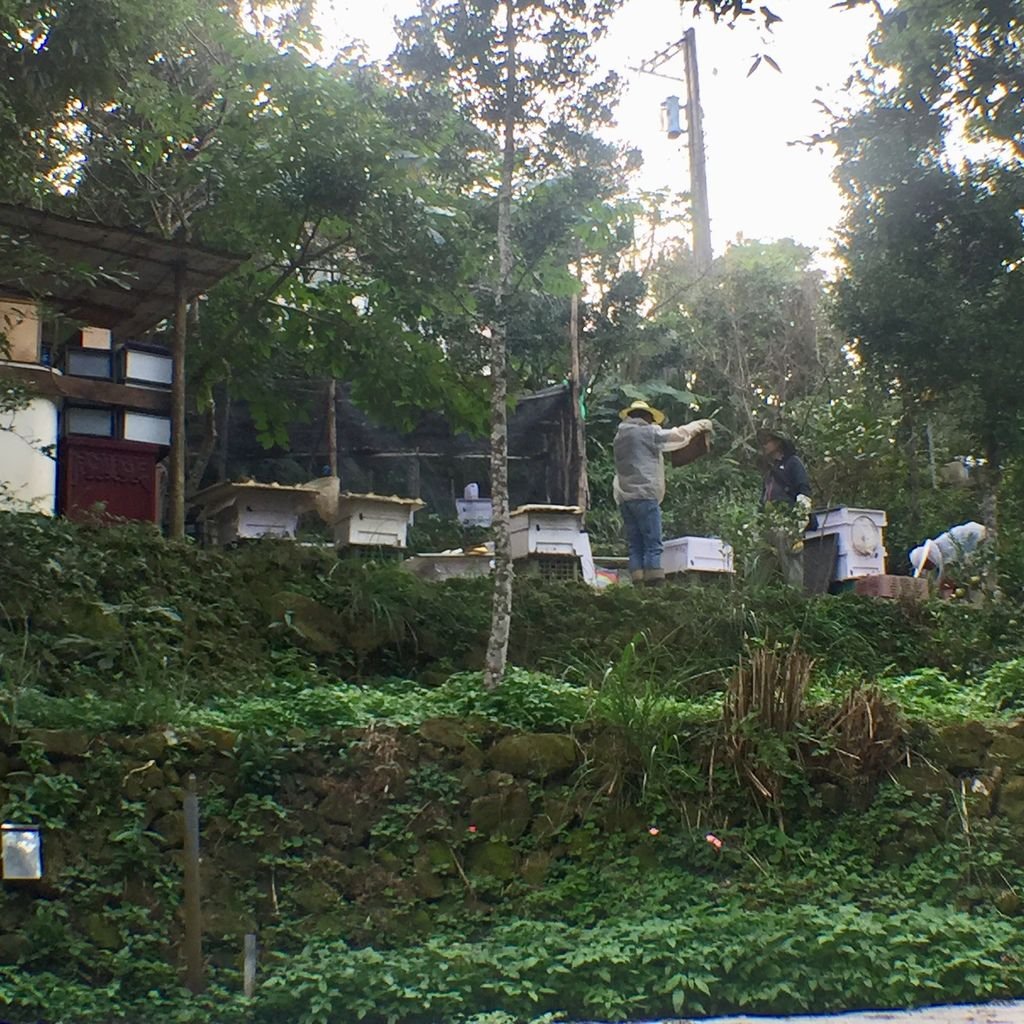 台北登山-樟樹樟湖環狀步道-旅遊登山美食一次蒐集~貓空纜車旁農村風情【丁小羽登山篇】