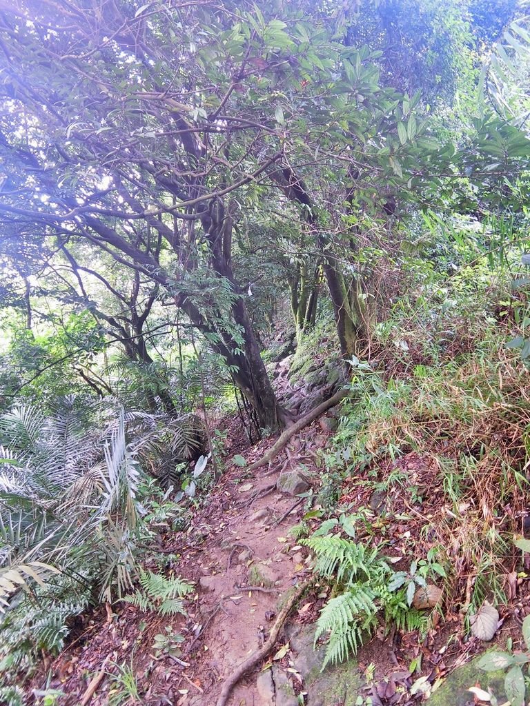 新北三峽登山-鳶山登山步道-三峽老街一覽無遺美景+夜景【丁小羽登山篇】