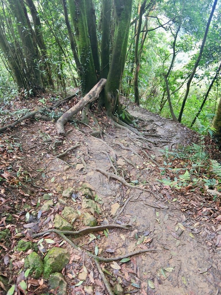 新北三峽登山-鳶山登山步道-三峽老街一覽無遺美景+夜景【丁小羽登山篇】