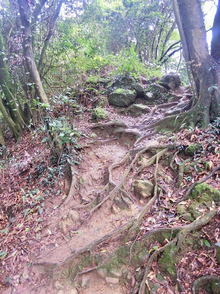 新北三峽登山-鳶山登山步道-三峽老街一覽無遺美景+夜景【丁小羽登山篇】