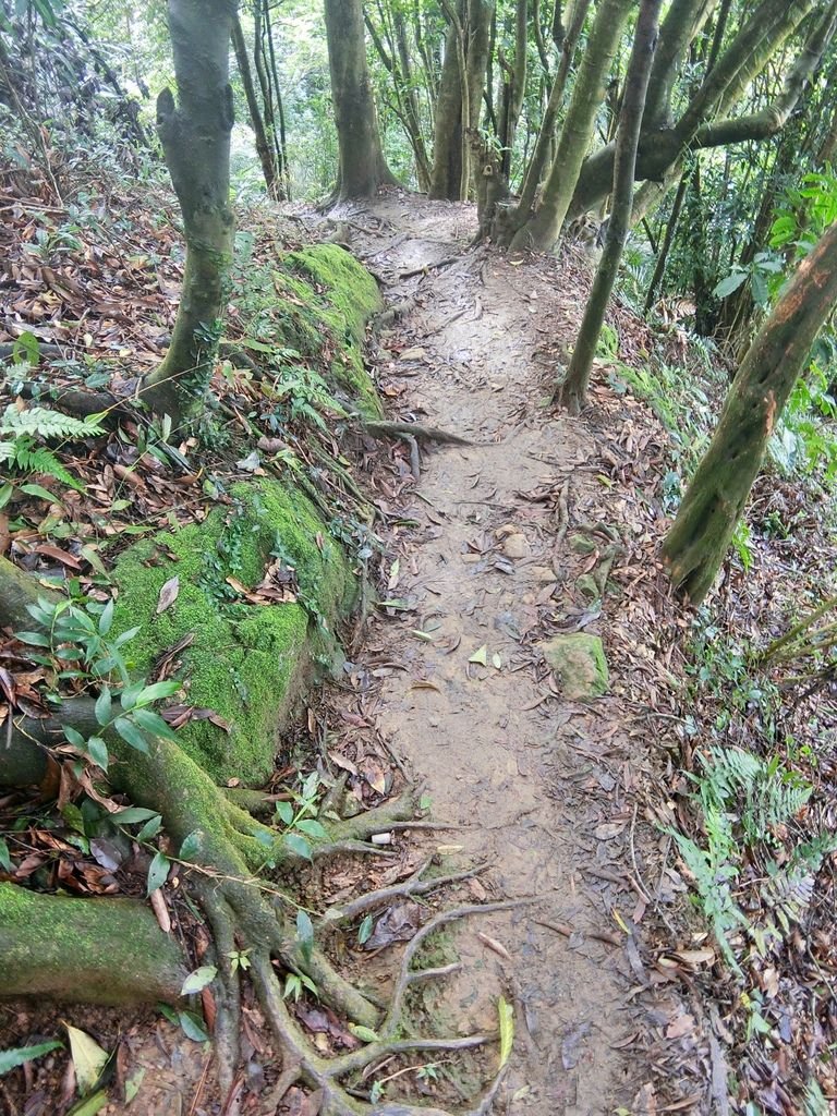 新北三峽登山-鳶山登山步道-三峽老街一覽無遺美景+夜景【丁小羽登山篇】