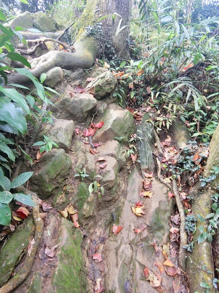 新北三峽登山-鳶山登山步道-三峽老街一覽無遺美景+夜景【丁小羽登山篇】