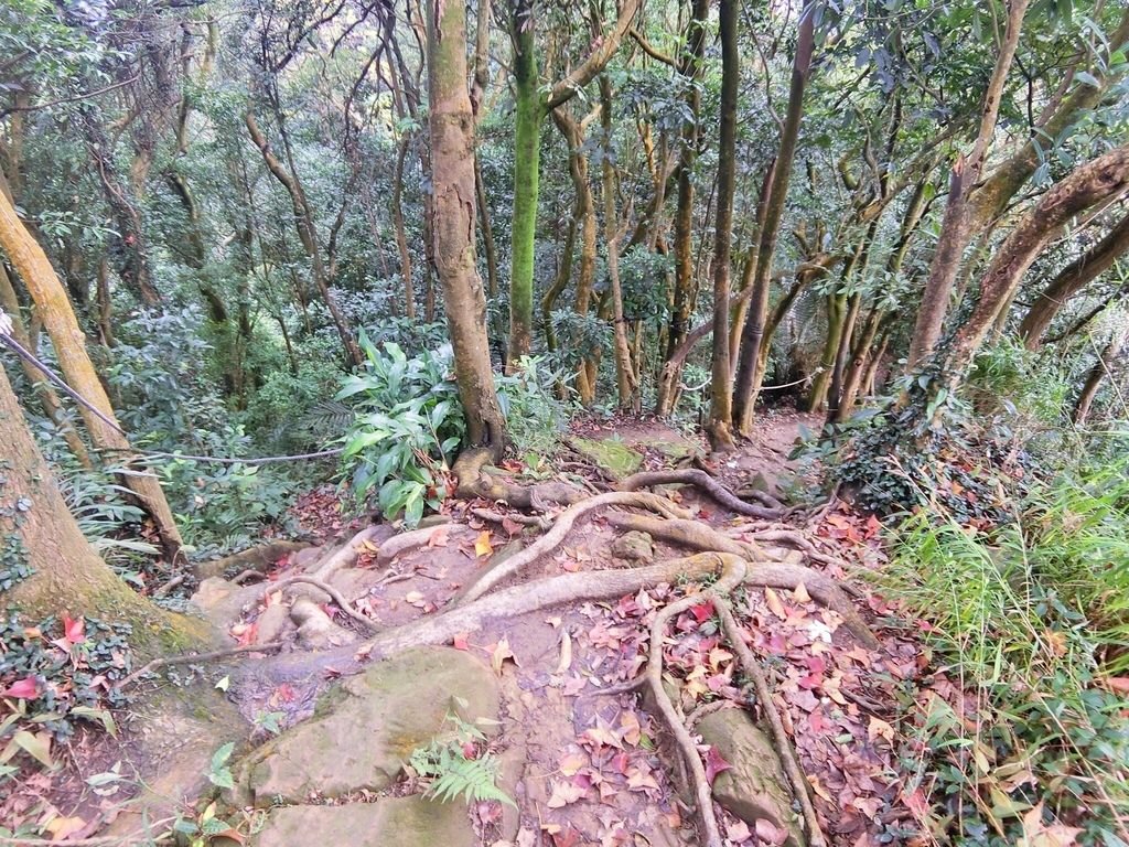 新北三峽登山-鳶山登山步道-三峽老街一覽無遺美景+夜景【丁小羽登山篇】