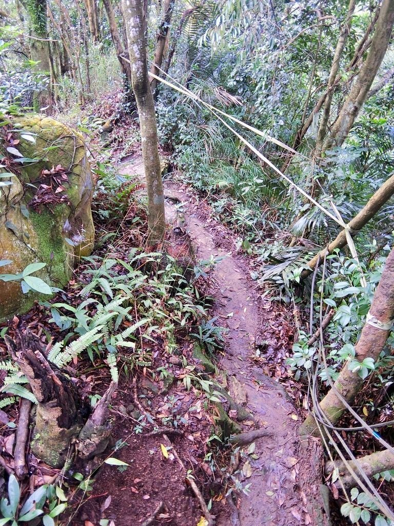 新北三峽登山-鳶山登山步道-三峽老街一覽無遺美景+夜景【丁小羽登山篇】