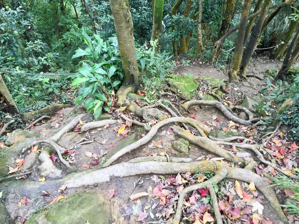 新北三峽登山-鳶山登山步道-三峽老街一覽無遺美景+夜景【丁小羽登山篇】