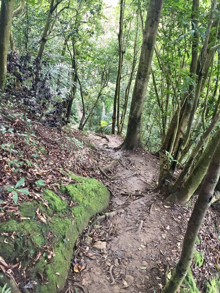 新北三峽登山-鳶山登山步道-三峽老街一覽無遺美景+夜景【丁小羽登山篇】