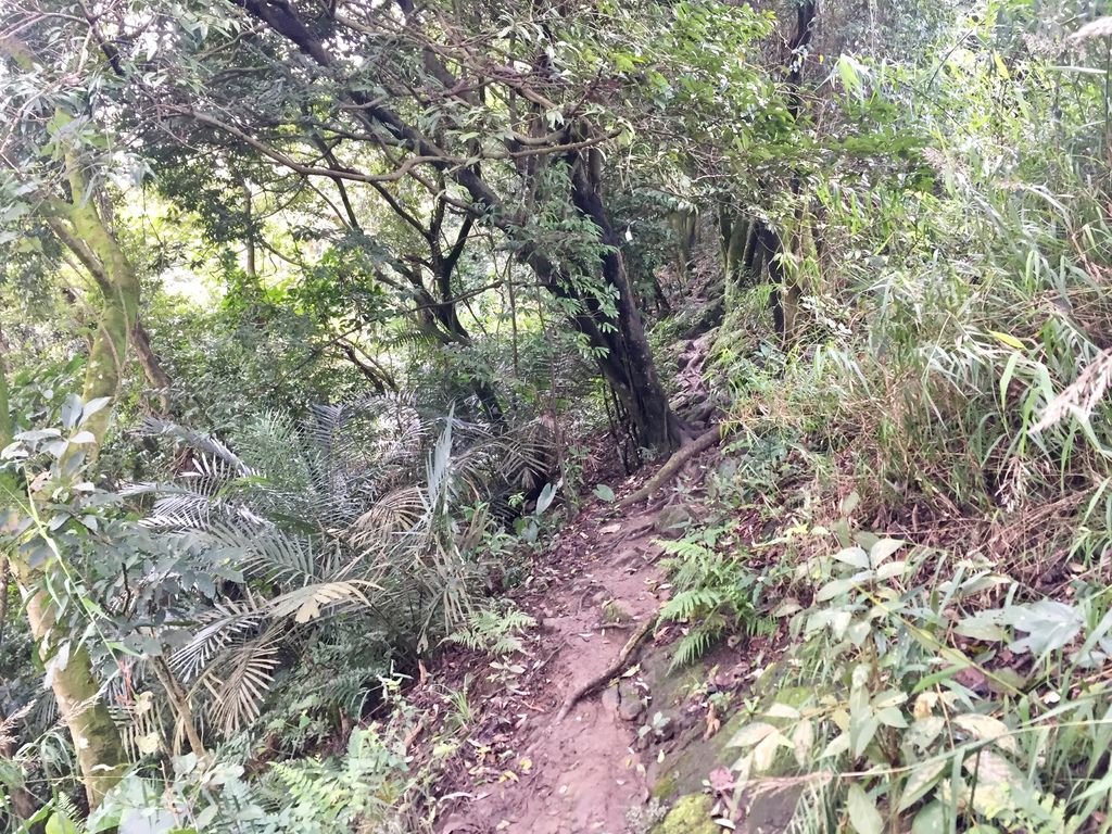 新北三峽登山-鳶山登山步道-三峽老街一覽無遺美景+夜景【丁小羽登山篇】