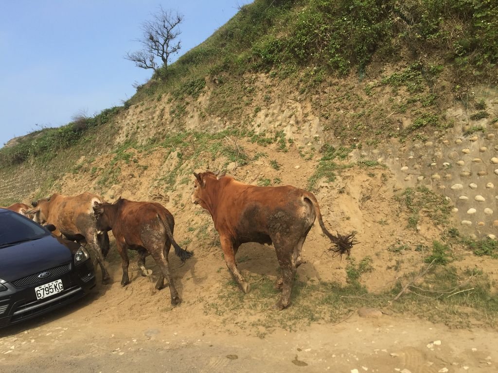 西濱公路享受台灣大峽谷秘境，越野車必去的林口水牛坑越野場！