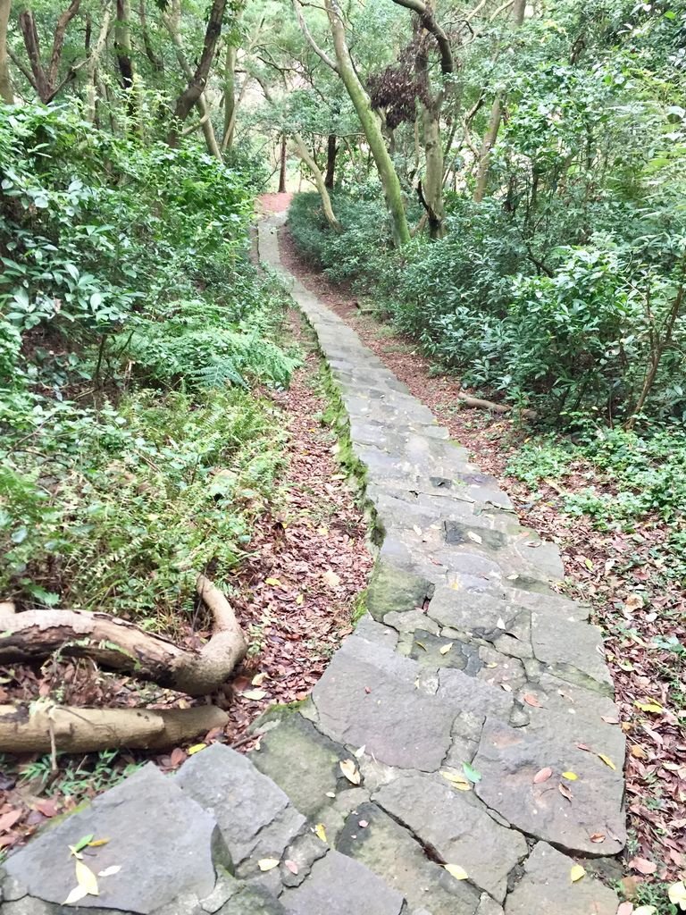 台北登山-忠義山親山步道-北投行天宮白櫻花步道!【丁小羽登山篇】