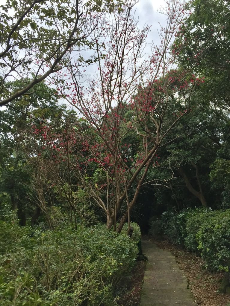 台北登山-忠義山親山步道-北投行天宮白櫻花步道!【丁小羽登山篇】