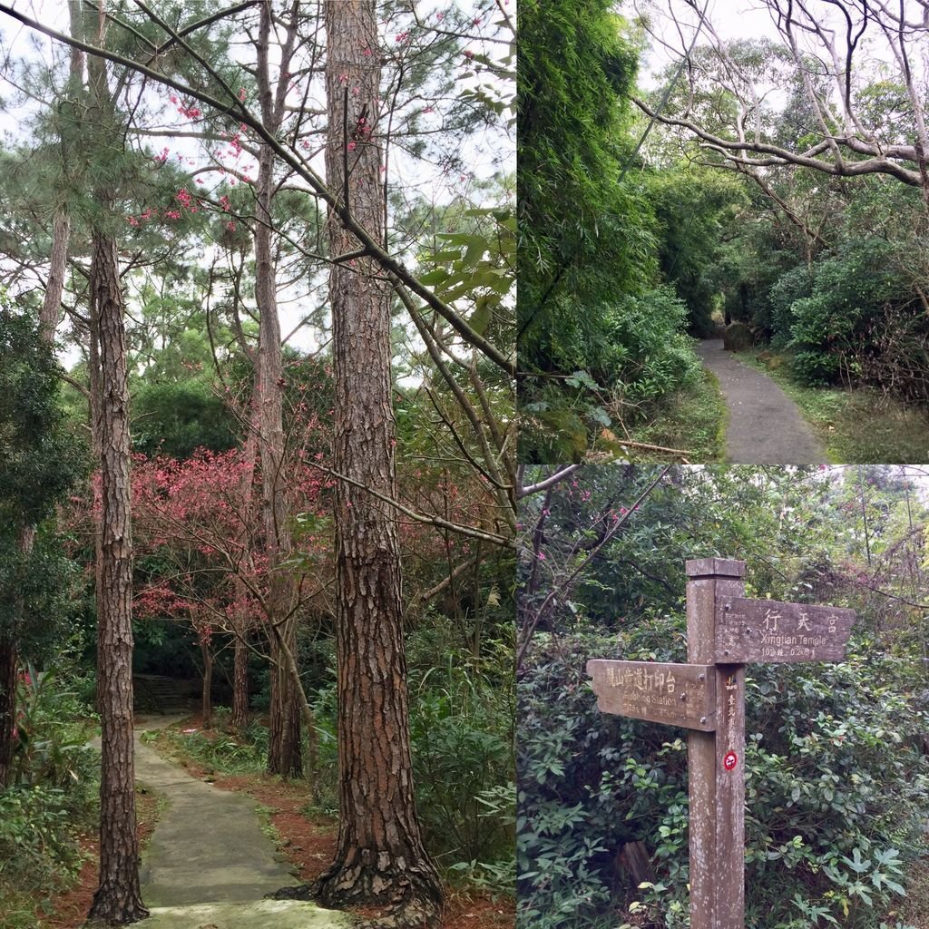 台北登山-忠義山親山步道-北投行天宮白櫻花步道!【丁小羽登山篇】