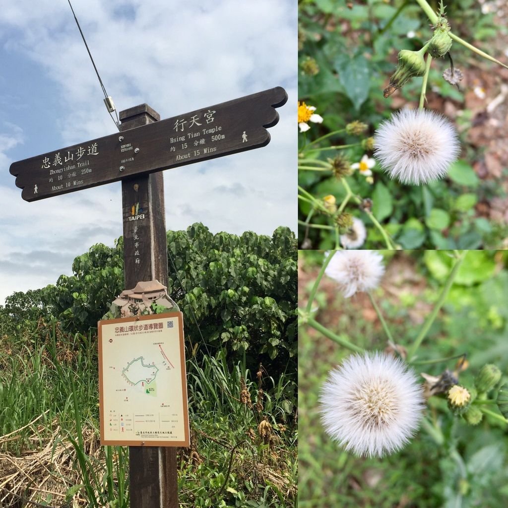 台北登山-忠義山親山步道-北投行天宮白櫻花步道!【丁小羽登山篇】