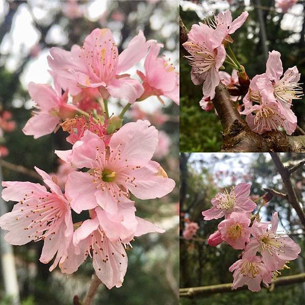 台北登山-內湖碧山巖-白石湖步道!假日輕旅行登山採草莓絕美櫻花步道【丁小羽登山篇】