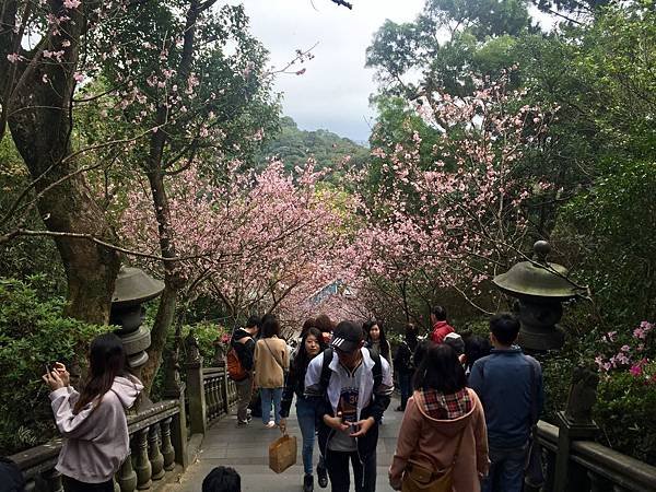 台北登山-內湖碧山巖-白石湖步道!假日輕旅行登山採草莓絕美櫻花步道【丁小羽登山篇】