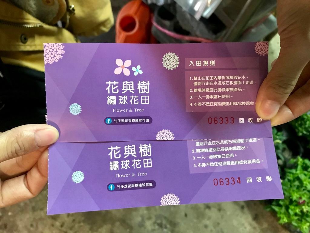 2020繡球花季!雲霧之間的繡球花就在陽明山-竹子湖花與樹繡球花園【丁小羽旅遊篇】