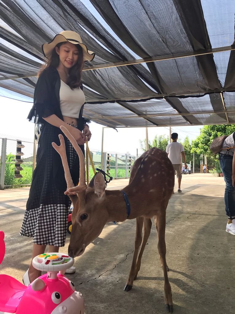 桃園一日遊的好去處！山腳鹿場-水鹿之家之跟梅花鹿的零距離互動！