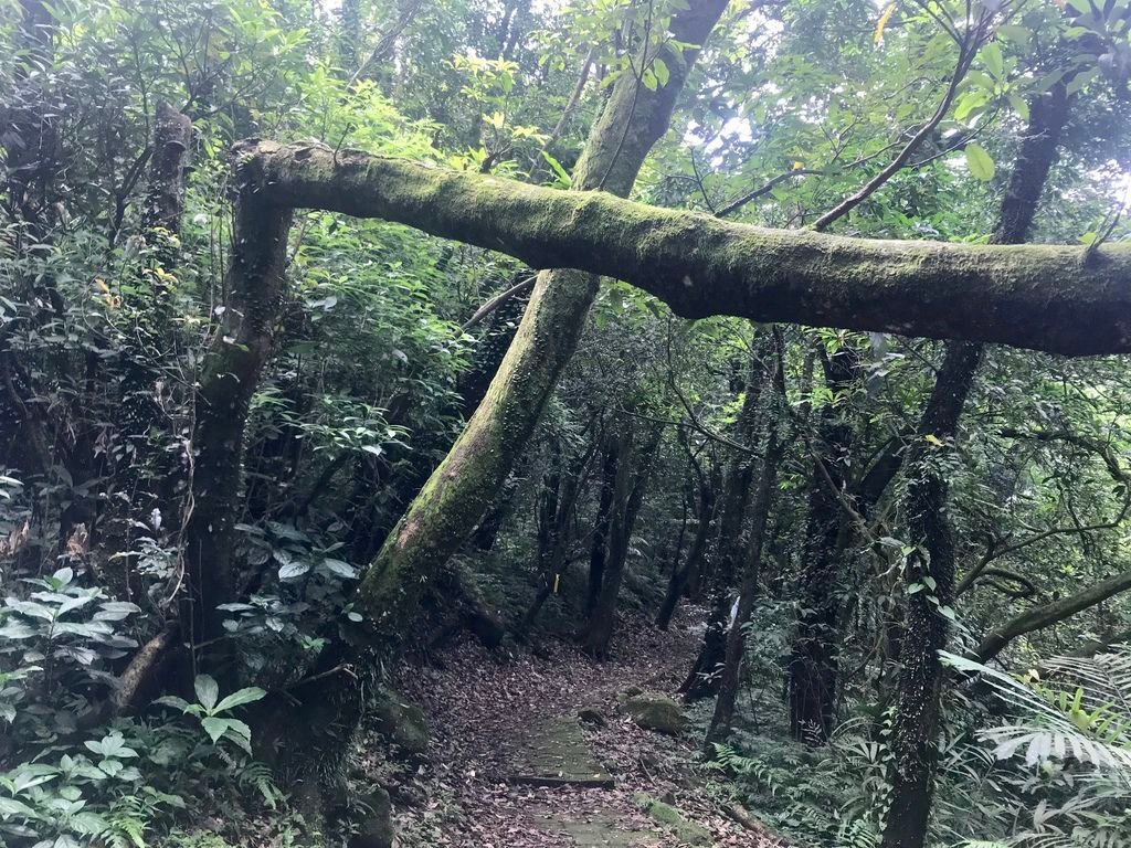 新北登山-瑞芳景點-走訪金字碑古道、寂寞公路跟不厭亭【丁小羽登山篇】