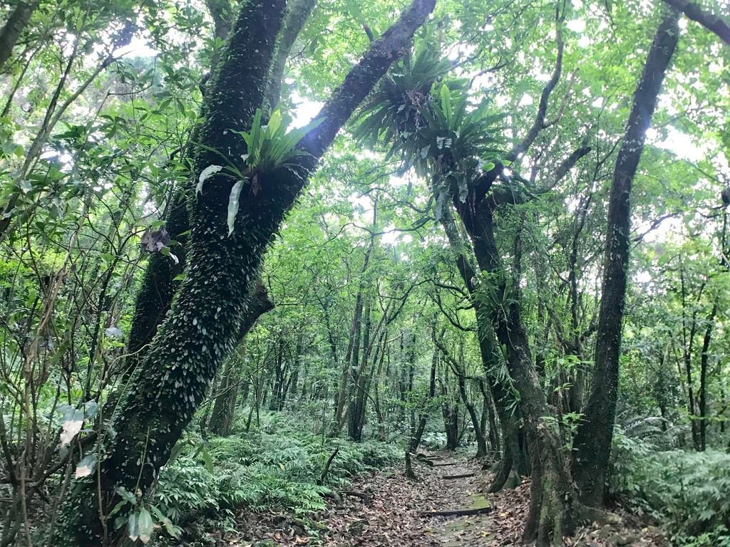 新北登山-瑞芳景點-走訪金字碑古道、寂寞公路跟不厭亭【丁小羽登山篇】