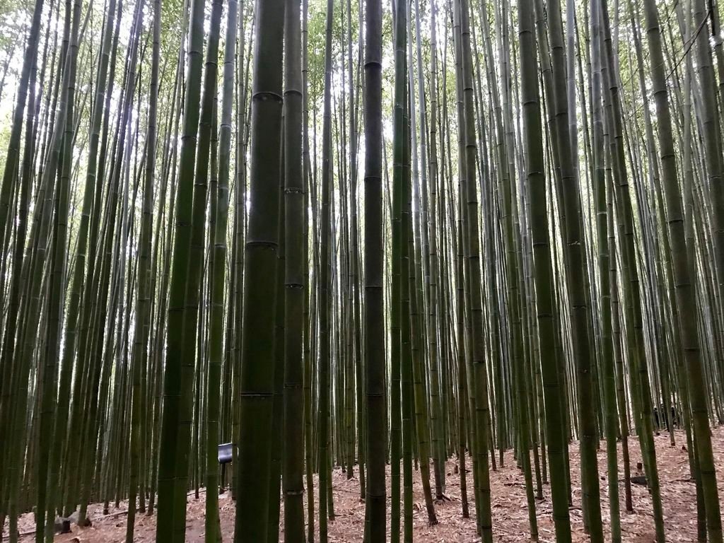 苗栗景點-泰安烏嘎彥竹林-台灣版的京都嵐山竹林小徑【丁小羽旅遊篇】