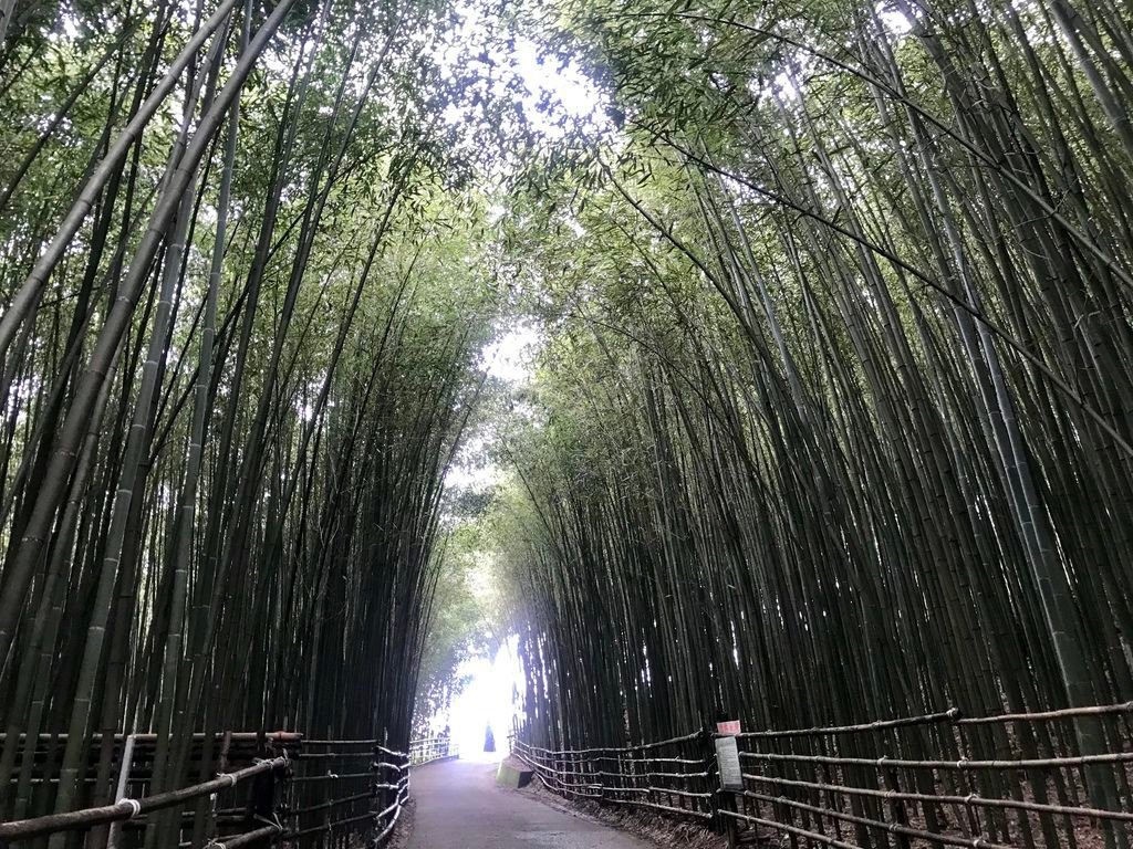 苗栗景點-泰安烏嘎彥竹林-台灣版的京都嵐山竹林小徑【丁小羽旅遊篇】