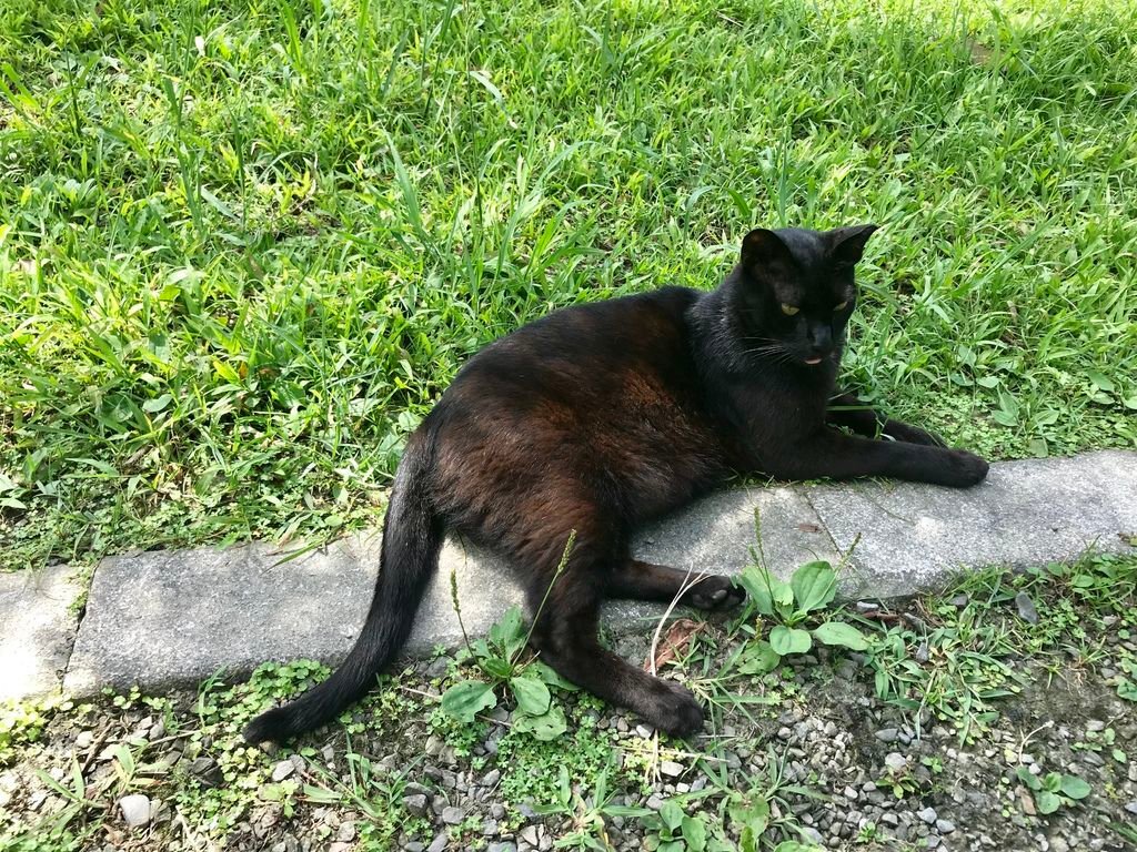 瑞芳景點-猴硐貓村-好吃的瑞芳美食-容環有味